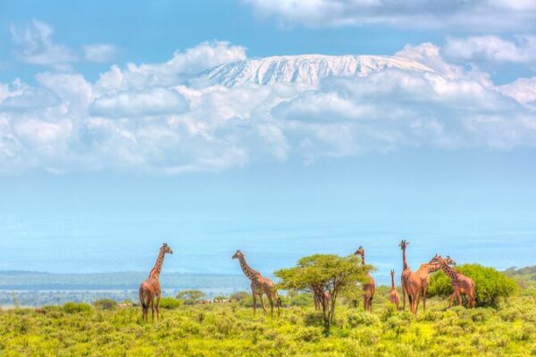 Kenya Invests $1.86M in 2024 Wildlife Census to Protect Natural Treasures Kenya_Invests__1_86M_in_2024_Wildlife_Census_to_Protect_Natural_Treasures