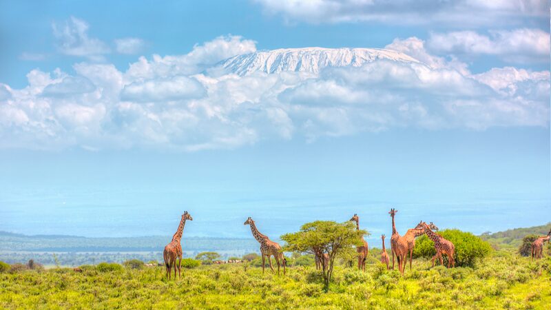 Kenya_Invests__1_86M_in_2024_Wildlife_Census_to_Protect_Natural_Treasures