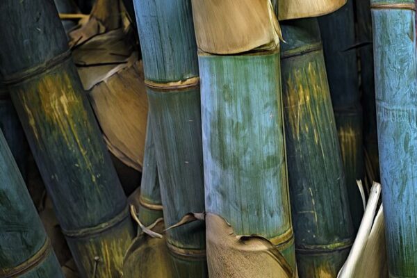 Kenya Plants Bamboo with China’s Help to Fight Floods 🌿💧 Kenya_Plants_Bamboo_with_China_s_Help_to_Fight_Floods___