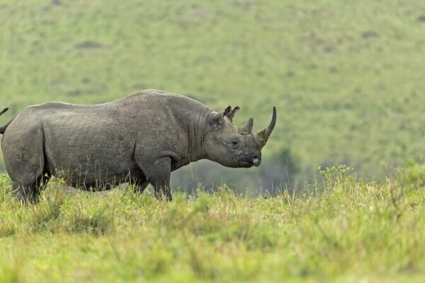 Kenya Relocates Endangered Black Rhinos to Safer Habitats 🦏 Kenya_Relocates_Endangered_Black_Rhinos_to_Safer_Habitats__