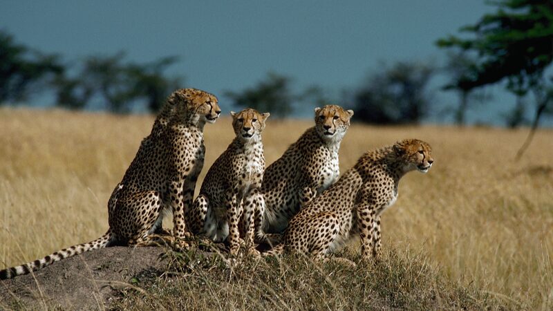 Kenya_Unveils_Compensation_Program_for_Wildlife_Attack_Victims___ - News for amigos, by amigos Kenya_Unveils_Compensation_Program_for_Wildlife_Attack_Victims___