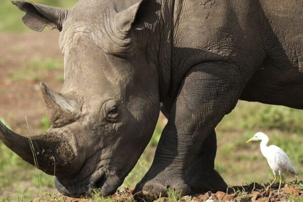 Kenya_s_Great_Rhino_Comeback__21_Rhinos_Return_to_Plateau_After_50_Years