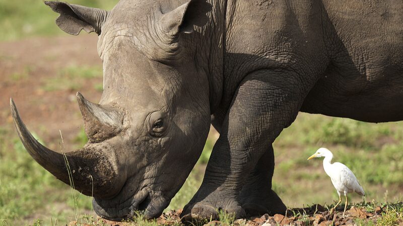 Kenya_s_Great_Rhino_Comeback__21_Rhinos_Return_to_Plateau_After_50_Years - News for amigos, by amigos Kenya_s_Great_Rhino_Comeback__21_Rhinos_Return_to_Plateau_After_50_Years