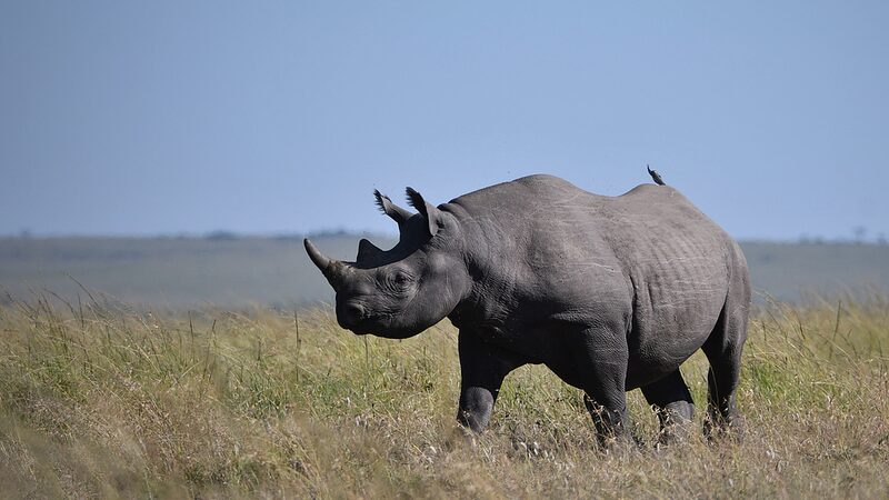 Kenya_s_Rhino_Conservation_Gets_a_Boost_with_Ear_Notching_Initiative___