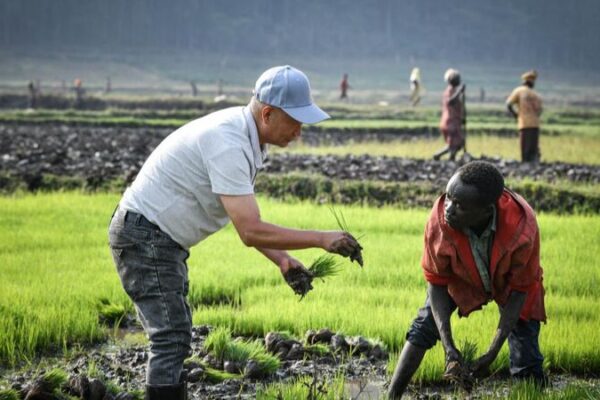 Kenya’s Rice Revolution: China’s Super Rice to the Rescue! 🌾 Kenya_s_Rice_Revolution__China_s_Super_Rice_to_the_Rescue___