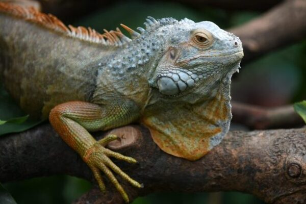 Komodo Dragons Debut in Guangzhou Just in Time for Year of the Dragon! Komodo_Dragons_Debut_in_Guangzhou_Just_in_Time_for_Year_of_the_Dragon_