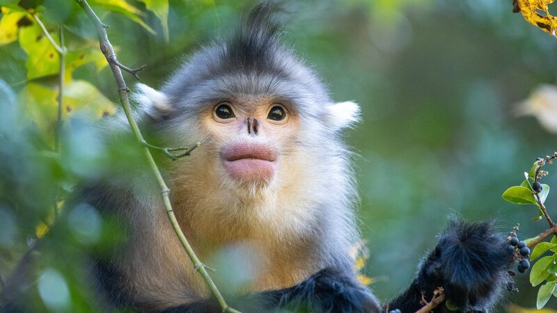 Kunming_Biodiversity_Fund_Boosts_Conservation_in_Developing_Nations___ - News for amigos, by amigos Kunming_Biodiversity_Fund_Boosts_Conservation_in_Developing_Nations___