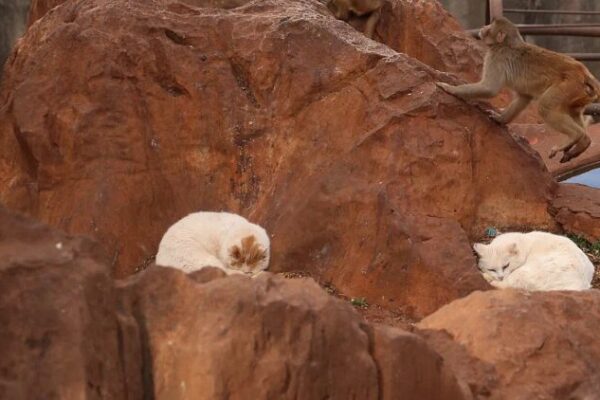 Kunming Zoo Separates Cats from Monkeys After Public Uproar Over Welfare Concerns 🐱🐵 Kunming_Zoo_Separates_Cats_from_Monkeys_After_Public_Uproar_Over_Welfare_Concerns___