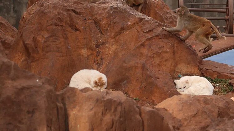Kunming_Zoo_Separates_Cats_from_Monkeys_After_Public_Uproar_Over_Welfare_Concerns___ - News for amigos, by amigos Kunming_Zoo_Separates_Cats_from_Monkeys_After_Public_Uproar_Over_Welfare_Concerns___