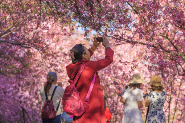 Kunming’s Cherry Blossom Festival: A Springtime Must-See 🌸 Kunming_s_Cherry_Blossom_Festival__A_Springtime_Must_See__
