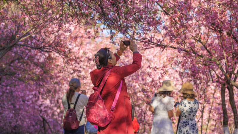 Kunming_s_Cherry_Blossom_Festival__A_Springtime_Must_See__ - News for amigos, by amigos Kunming_s_Cherry_Blossom_Festival__A_Springtime_Must_See__