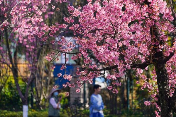 Kunming’s Cherry Blossoms Bring Springtime Vibes in Winter 🌸 Kunming_s_Cherry_Blossoms_Bring_Springtime_Vibes_in_Winter__