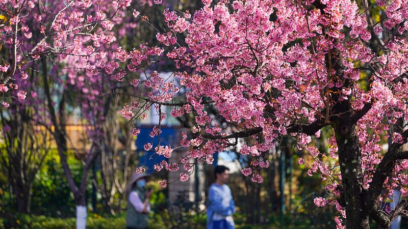 Kunming_s_Cherry_Blossoms_Bring_Springtime_Vibes_in_Winter__ - News for amigos, by amigos Kunming_s_Cherry_Blossoms_Bring_Springtime_Vibes_in_Winter__