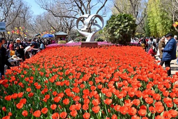 Kunming’s Cuihu Park Bursts with Tulip Blooms 🌷✨ Kunming_s_Cuihu_Park_Bursts_with_Tulip_Blooms___