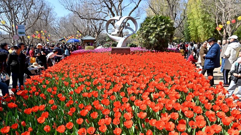 Kunming_s_Cuihu_Park_Bursts_with_Tulip_Blooms___ - News for amigos, by amigos Kunming_s_Cuihu_Park_Bursts_with_Tulip_Blooms___
