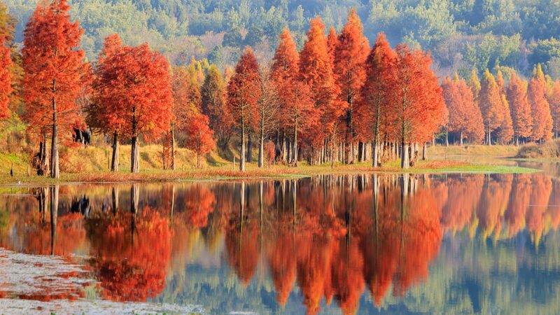 Kunming_s_Dawn_Redwoods__A_Fiery_Spectacle_in_Early_Winter___ - News for amigos, by amigos Kunming_s_Dawn_Redwoods__A_Fiery_Spectacle_in_Early_Winter___