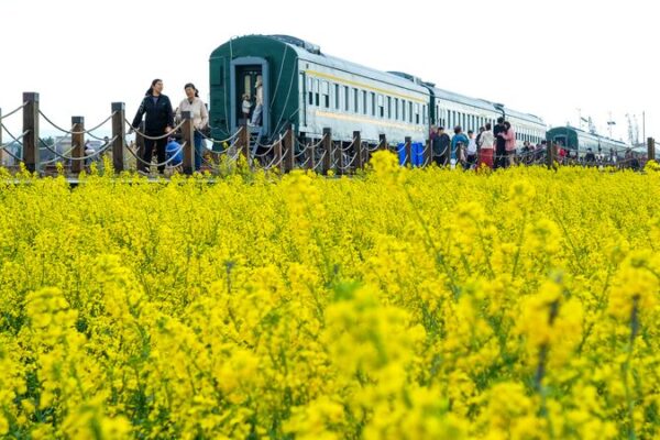 Kunming’s Fields Turn to Gold: Spring Blooms in Shadi Village 🌼✨ Kunming_s_Fields_Turn_to_Gold__Spring_Blooms_in_Shadi_Village___