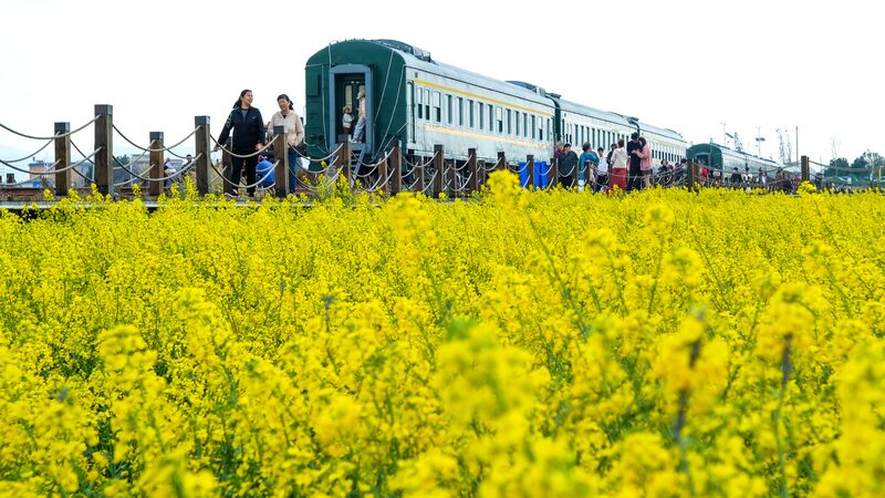 Kunming_s_Fields_Turn_to_Gold__Spring_Blooms_in_Shadi_Village___ - News for amigos, by amigos Kunming_s_Fields_Turn_to_Gold__Spring_Blooms_in_Shadi_Village___