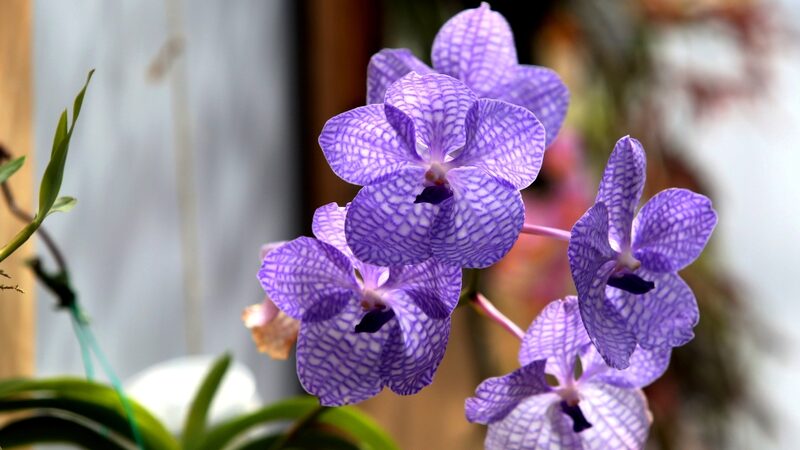 Kunming_s_First_Orchid_Show_Blossoms_in_Spring_2024__ - News for amigos, by amigos Kunming_s_First_Orchid_Show_Blossoms_in_Spring_2024__