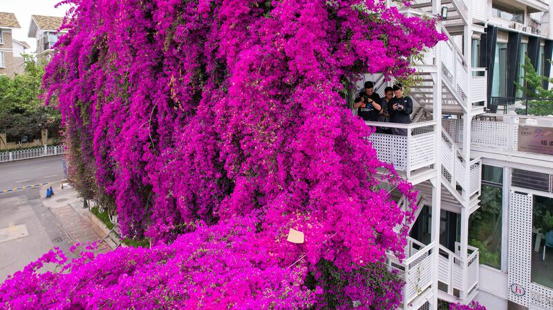 Kunming_s_Giant_Purple_Bougainvillea_Becomes_a_Must_See_Attraction___ - News for amigos, by amigos Kunming_s_Giant_Purple_Bougainvillea_Becomes_a_Must_See_Attraction___