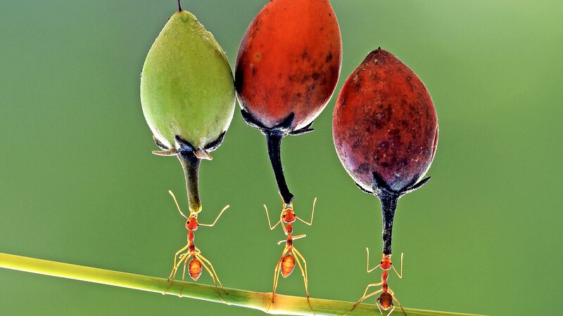 Labour_Day_Special__The_Animal_Kingdom_s_Hardest_Workers___ - News for amigos, by amigos Labour_Day_Special__The_Animal_Kingdom_s_Hardest_Workers___