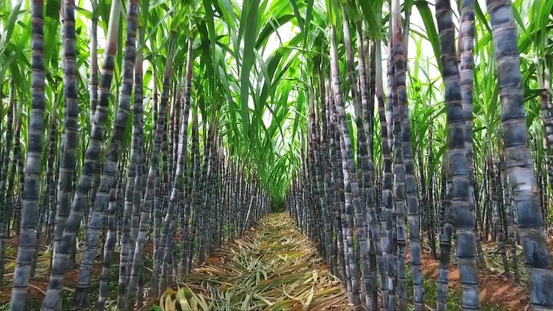 Laibin_s_Sweet_Secret__How_Sugarcane_Fuels_China_s_Sugar_Boom - News for amigos, by amigos Laibin_s_Sweet_Secret__How_Sugarcane_Fuels_China_s_Sugar_Boom