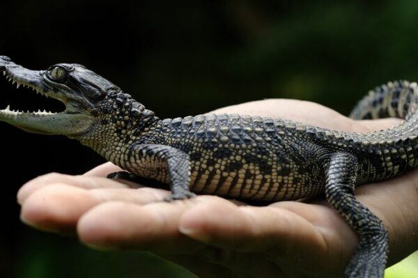 🐊 Largest Siamese Crocodile Nest Discovery in 20 Years Found in Cambodia! __Largest_Siamese_Crocodile_Nest_Discovery_in_20_Years_Found_in_Cambodia_