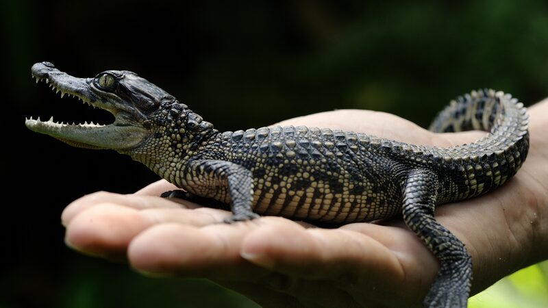 Largest_Siamese_Crocodile_Nest_Discovery_in_20_Years_Found_in_Cambodia_ - News for amigos, by amigos __Largest_Siamese_Crocodile_Nest_Discovery_in_20_Years_Found_in_Cambodia_