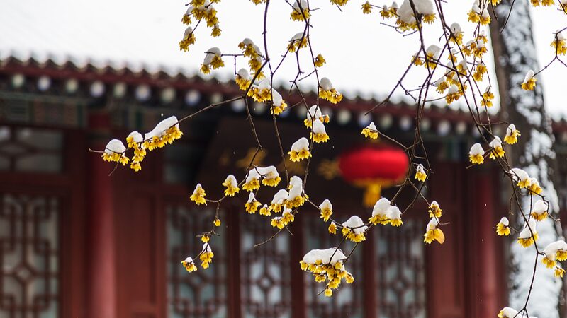 Layue__A_Joyful_Prelude_to_the_Spring_Festival__ - News for amigos, by amigos Layue__A_Joyful_Prelude_to_the_Spring_Festival__