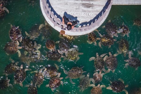 Let’s Shellebrate! Embracing World Turtle Day 🐢🌍 Let_s_Shellebrate__Embracing_World_Turtle_Day___