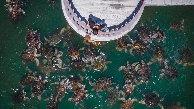 Let_s_Shellebrate__Embracing_World_Turtle_Day___ - News for amigos, by amigos Let_s_Shellebrate__Embracing_World_Turtle_Day___