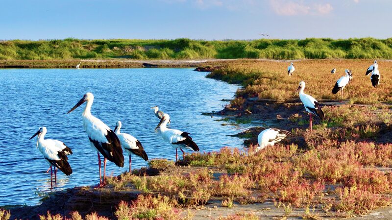 Li_Dongming_s_Lens_Reveals_Jiangsu_s_Rare_Birds_in_Motion___ - News for amigos, by amigos Li_Dongming_s_Lens_Reveals_Jiangsu_s_Rare_Birds_in_Motion___
