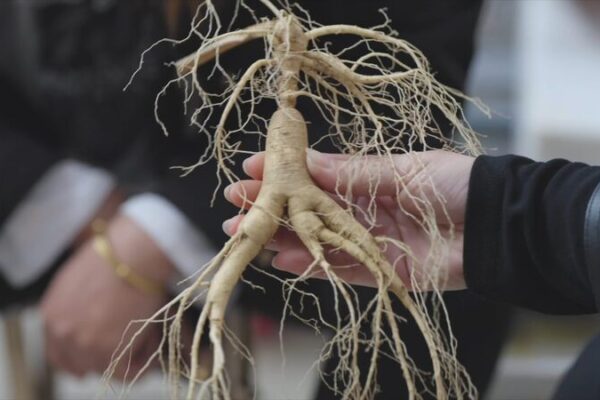 Liaoning’s Ginseng Boom: Ancient Roots Fuel Modern Growth Liaoning_s_Ginseng_Boom__Ancient_Roots_Fuel_Modern_Growth