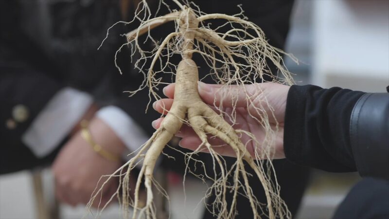 Liaoning_s_Ginseng_Boom__Ancient_Roots_Fuel_Modern_Growth - News for amigos, by amigos Liaoning_s_Ginseng_Boom__Ancient_Roots_Fuel_Modern_Growth
