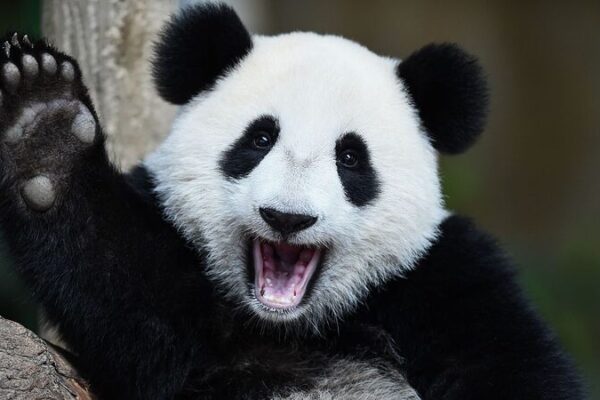 Live_from_Sichuan__Giant_Pandas_Living_Their_Best_Life____poster - News for amigos, by amigos Live_from_Sichuan__Giant_Pandas_Living_Their_Best_Life___ video poster