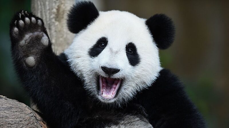 Live_from_Sichuan__Giant_Pandas_Living_Their_Best_Life____poster - News for amigos, by amigos Live_from_Sichuan__Giant_Pandas_Living_Their_Best_Life___ video poster