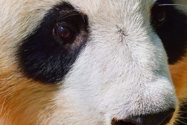 Living_the_Dream__Giant_Pandas_Thrive_in_Sichuan_s_Bamboo_Forests__ video poster