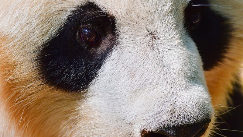 Living_the_Dream__Giant_Pandas_Thrive_in_Sichuan_s_Bamboo_Forests___poster - News for amigos, by amigos Living_the_Dream__Giant_Pandas_Thrive_in_Sichuan_s_Bamboo_Forests__ video poster
