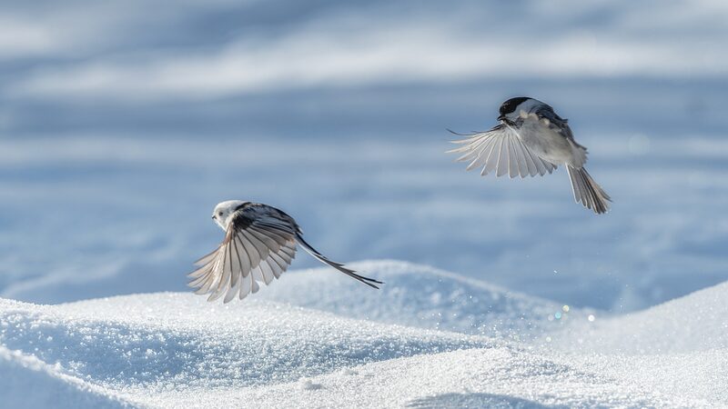 Long_Tailed_Tits_Frolic_in_Snowy_Daqing__China____ - News for amigos, by amigos Long_Tailed_Tits_Frolic_in_Snowy_Daqing__China____