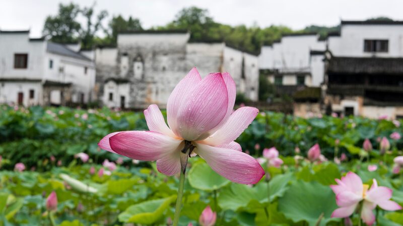 Lotus_Blossoms_Light_Up_Xichong_Ancient_Village__ - News for amigos, by amigos Lotus_Blossoms_Light_Up_Xichong_Ancient_Village__