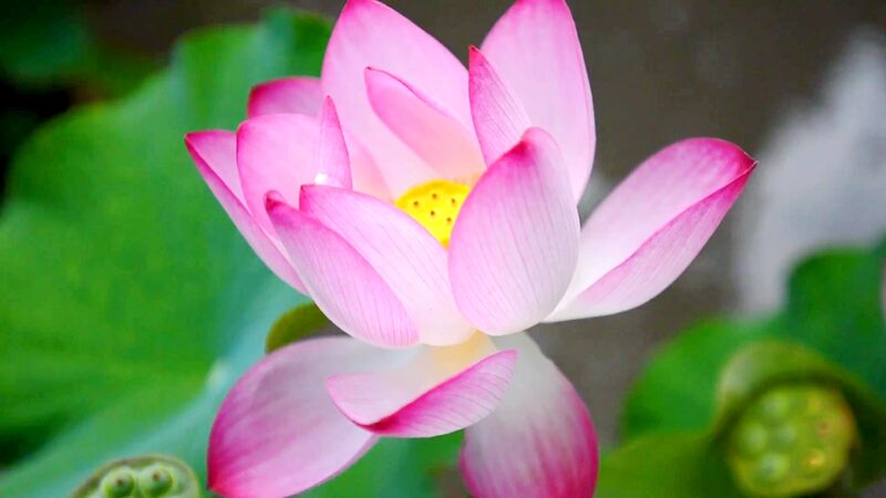 Lotus_Wonderland__Wuxi_s_38th_National_Lotus_Exhibition_Blooms_at_Taihu_Lake