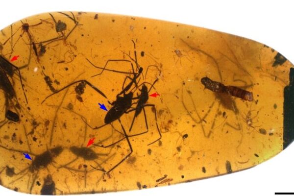 Love Locked in Amber: Chinese Researchers Unveil Ancient Insect Mating Secrets Love_Locked_in_Amber__Chinese_Researchers_Unveil_Ancient_Insect_Mating_Secrets