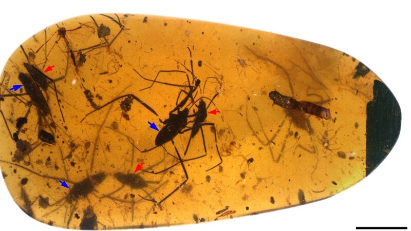 Love_Locked_in_Amber__Chinese_Researchers_Unveil_Ancient_Insect_Mating_Secrets