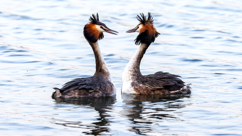 Love_Takes_Flight__Great_Crested_Grebes__Spectacular_Dance_in_Beijing_s_Summer_Palace - News for amigos, by amigos Love_Takes_Flight__Great_Crested_Grebes__Spectacular_Dance_in_Beijing_s_Summer_Palace