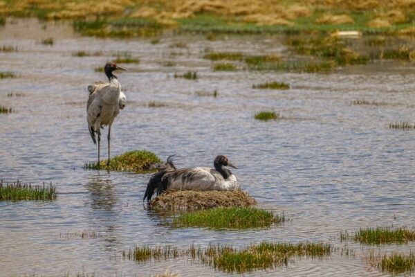 Love in the Clouds: Black-necked Cranes Nesting at 4,700m in China’s Xizang 🐦🏔️ Love_in_the_Clouds__Black_necked_Cranes_Nesting_at_4_700m_in_China_s_Xizang____ video poster