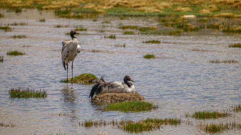 Love_in_the_Clouds__Black_necked_Cranes_Nesting_at_4_700m_in_China_s_Xizang____ video poster