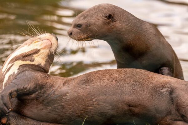 Love is in the Air: Endangered Giant Otters Manu and Tibiri Meet in the UK Love_is_in_the_Air__Endangered_Giant_Otters_Manu_and_Tibiri_Meet_in_the_UK
