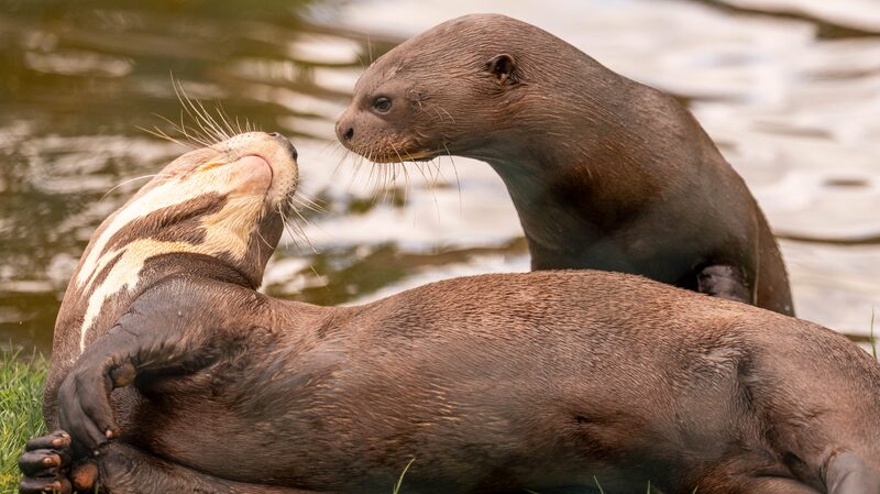 Love_is_in_the_Air__Endangered_Giant_Otters_Manu_and_Tibiri_Meet_in_the_UK - News for amigos, by amigos Love_is_in_the_Air__Endangered_Giant_Otters_Manu_and_Tibiri_Meet_in_the_UK