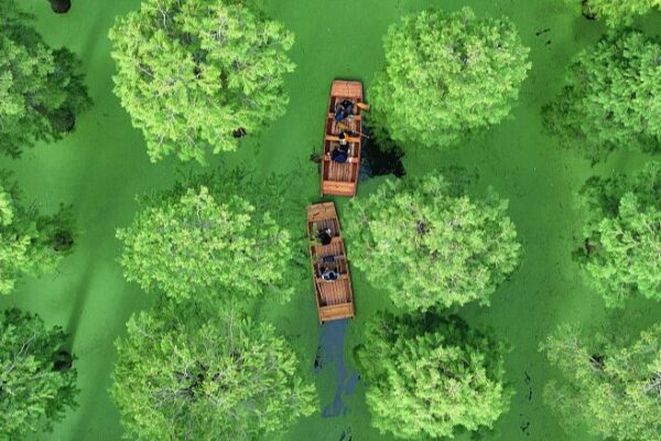 Luyang Lake Wetland Park: Yangzhou’s Enchanting ‘Forest Above the Water’ Luyang_Lake_Wetland_Park__Yangzhou_s_Enchanting__Forest_Above_the_Water_