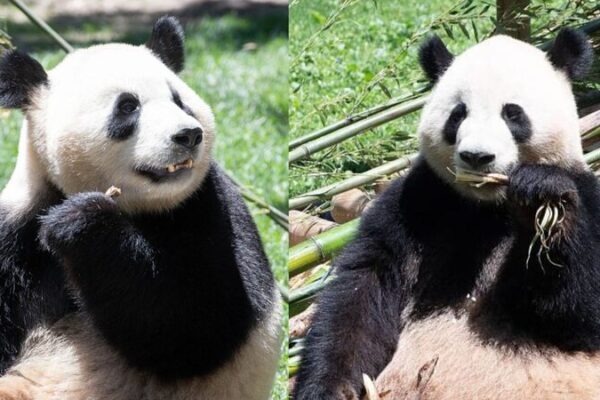 🐼 Madrid Zoo Welcomes Two New Giant Pandas! 🐼 __Madrid_Zoo_Welcomes_Two_New_Giant_Pandas___